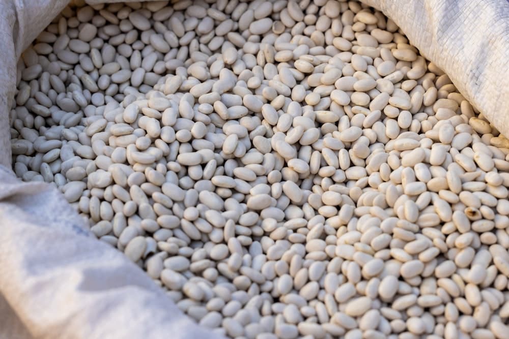 Cowpea
