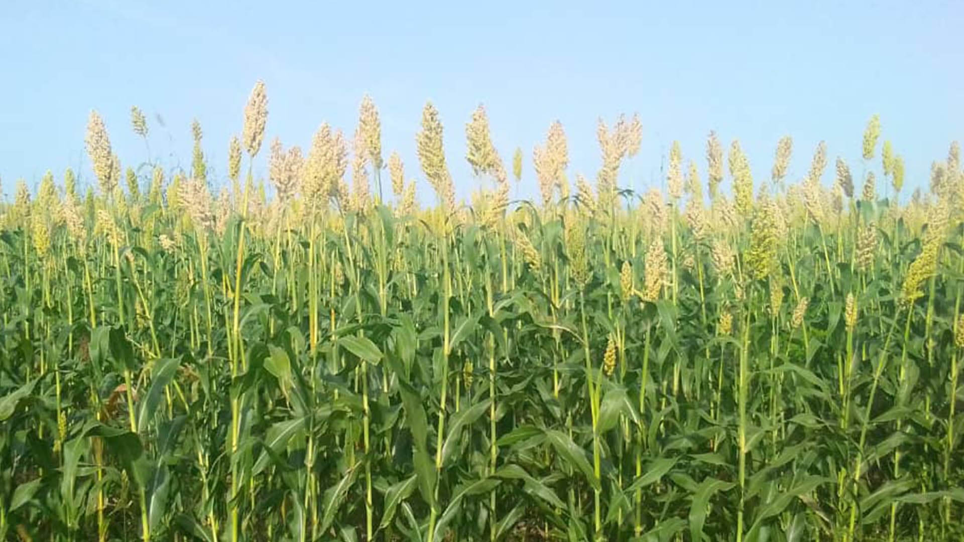 Sorghum standing tall against a clear blue sky