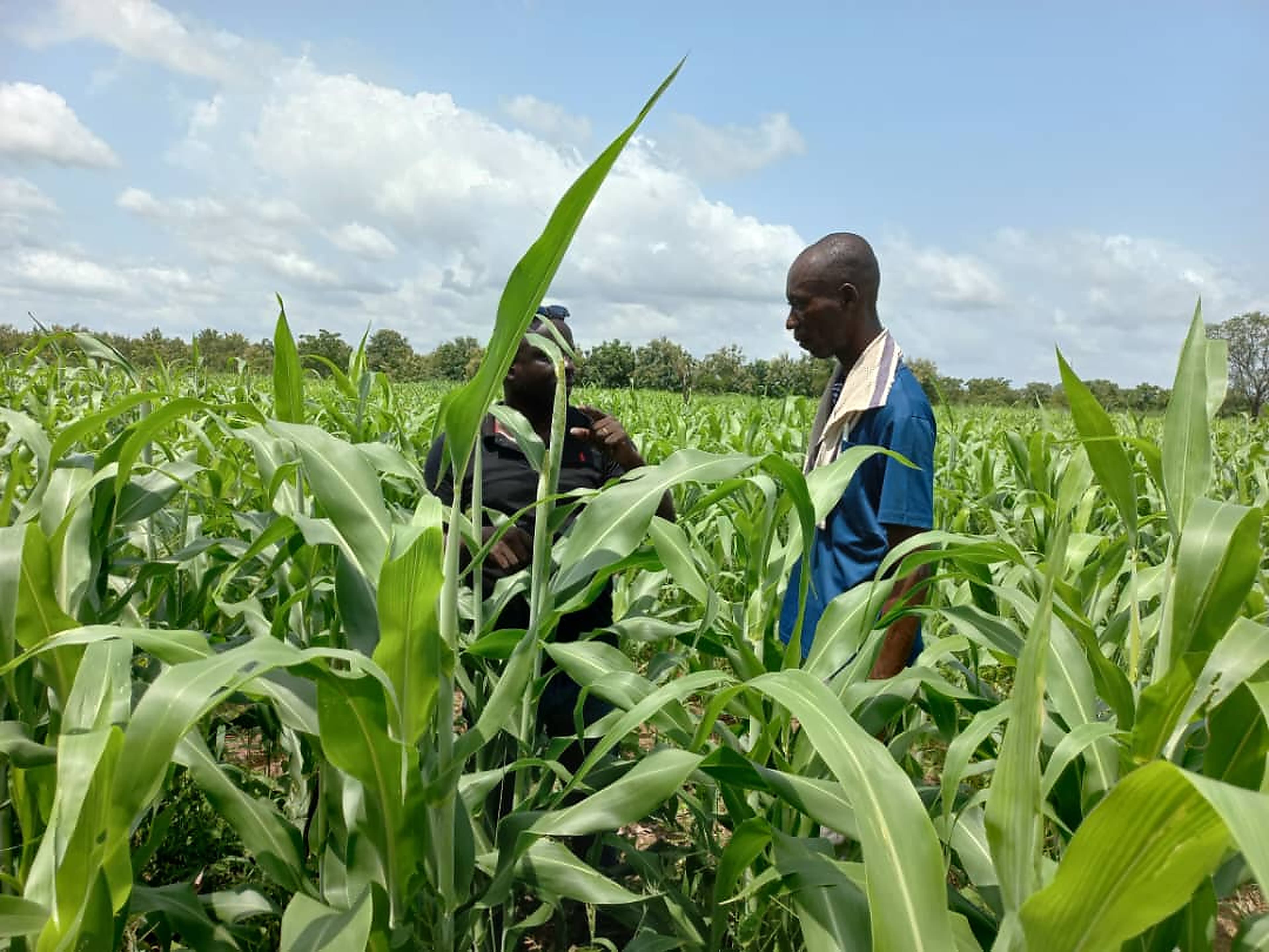 Tractor and farming team preparing arable field for cultivation