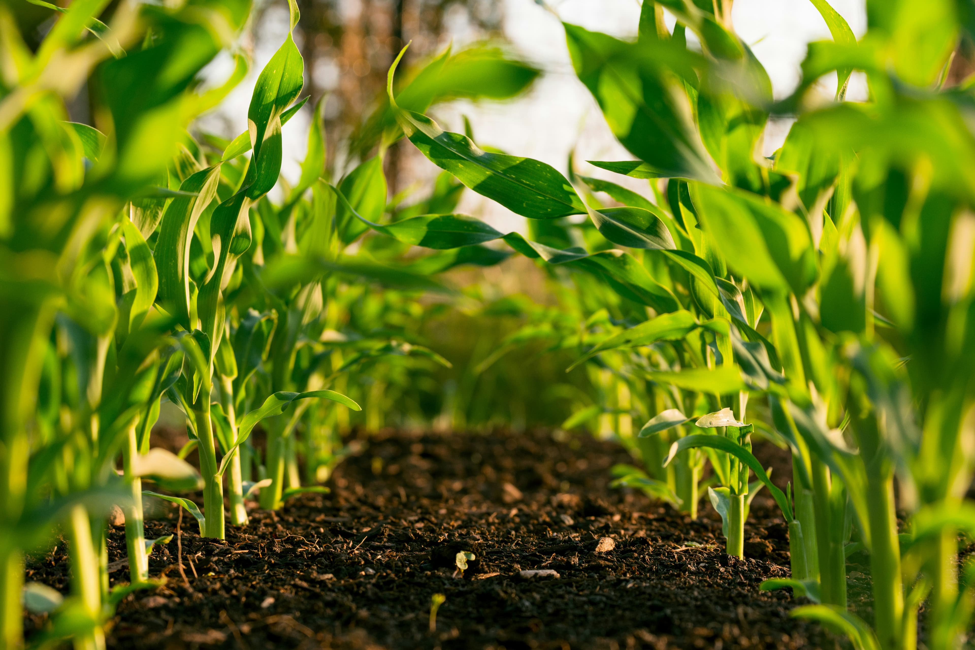 A farmer handling seed ahead of planting
