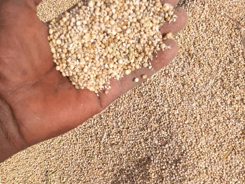 processing grain loader