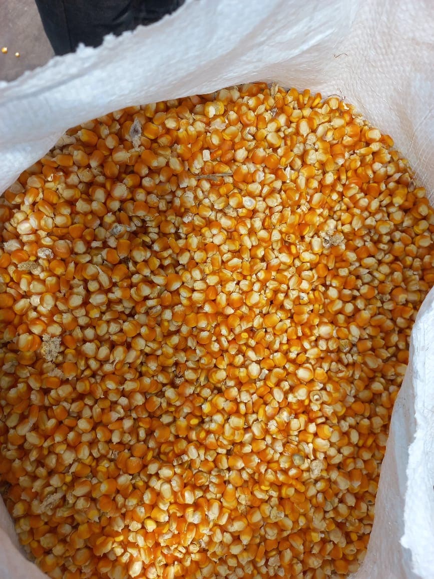 Maize