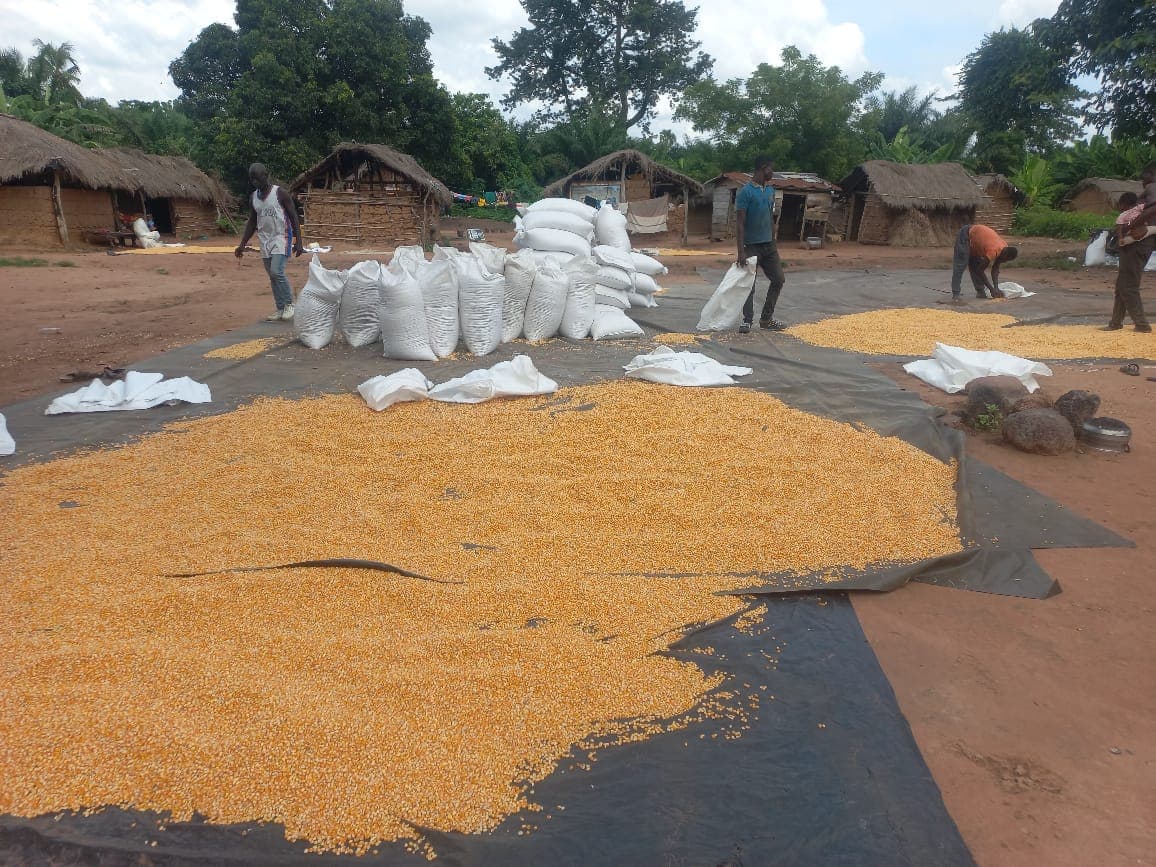 A farmer harvesting produce by hand