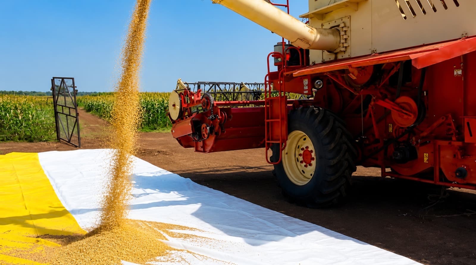 A threshing machine separating grain from straw