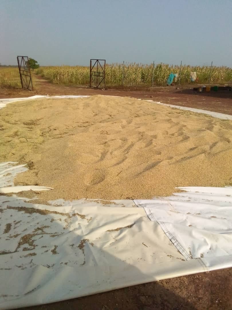 Seed and grain being prepared and inspected