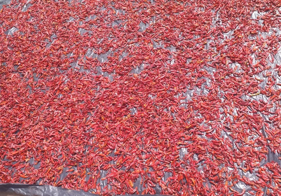 Harvested maize gathered ready for grading